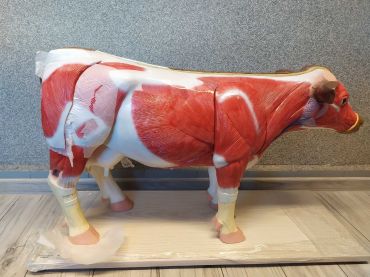 Model anatomiczny krowy