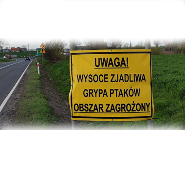 Zagrożenie grypą ptaków w miejscowości Pląchoty